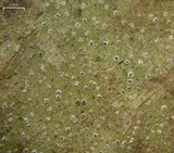Byssoloma leucoblepharum image