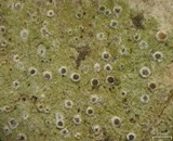 Byssoloma leucoblepharum image