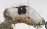Image of Minutoexcipula mariana