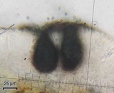 Minutoexcipula mariana image