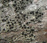 Image of Amandinea milliaria