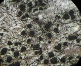 Amandinea milliaria image