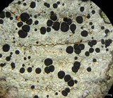 Phaeocalicium curtisii image