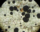 Phaeocalicium curtisii image