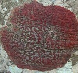 Pyrenula cruenta image