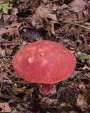 Boletochaete bicolor image
