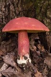 Boletochaete bicolor image