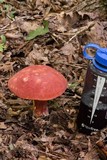 Boletochaete bicolor image