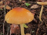 Amanita amerifulva image
