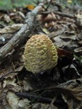 Amanita flavorubescens image