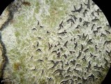 Image of Leiorreuma explicans