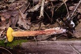 Heimioporus betula image