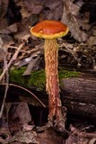 Heimioporus betula image