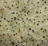 Minutoexcipula mariana image