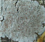 Haematomma accolens image