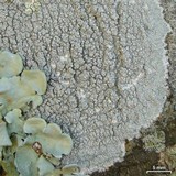 Varicellaria velata image