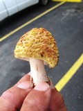 Amanita flavorubescens image