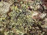 Hypogymnia vittata image