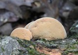 Hapalopilus rutilans image