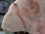 Hapalopilus rutilans image