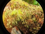 Cladonia squamosa image