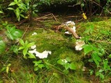 Pleurocybella porrigens image