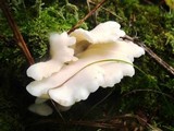 Pleurocybella porrigens image