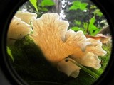 Pleurocybella porrigens image