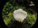 Pleurocybella porrigens image