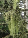 Usnea trichodea image