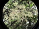 Pseudevernia cladonia image