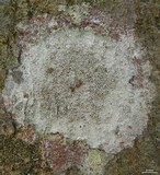 Lecanora hybocarpa image