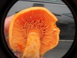 Lactarius thyinos image