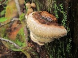 Fomitopsis mounceae image