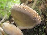 Fomitopsis mounceae image