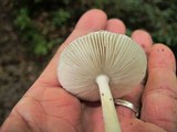 Amanita farinosa image