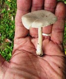 Amanita farinosa image