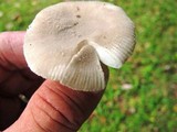 Amanita farinosa image