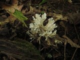 Tremellodendron pallidum image
