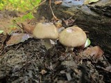 Agaricus placomyces image