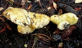 Suillus volcanalis image