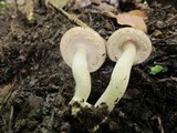 Agaricus placomyces image