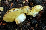 Suillus volcanalis image