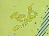 Suillus volcanalis image