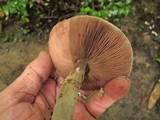 Agaricus placomyces image