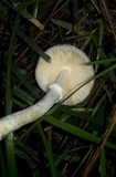 Leucocoprinus cepistipes image