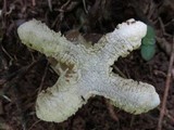 Blumenavia angolensis image