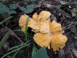 Cantharellus lateritius image