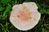 Aphroditeola olida image