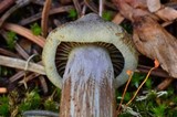 Gymnopilus punctifolius image